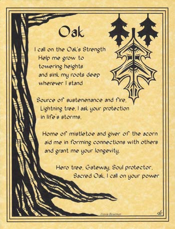 Oak Tree Poster
