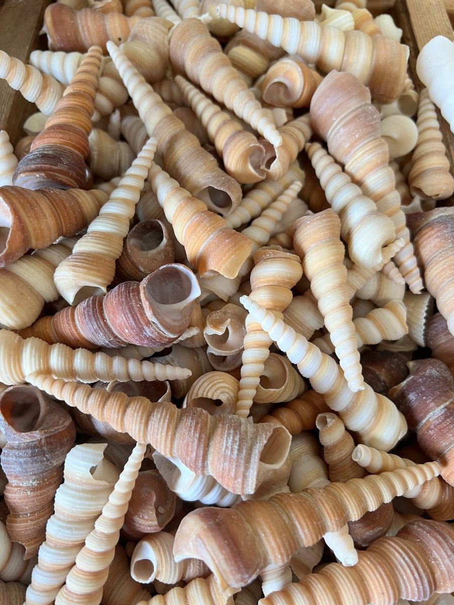 Natural Terebra Turritella Shells – Enchanted Genie LLC