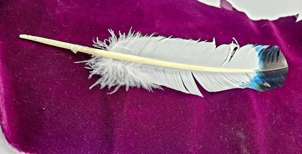 Black Turkey Feather