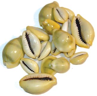 Cowrie Shells (Pack of 10)