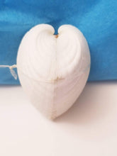 Angel Wing Shells