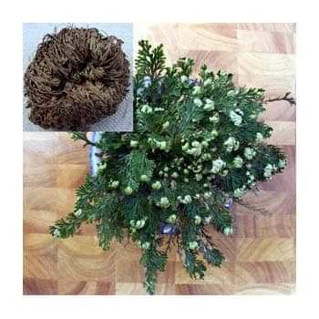 Jericho Flower ( Resurrection Flower)