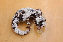 Crystal Resin Sleeping Dragon's